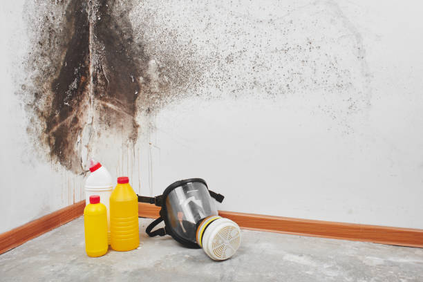 Best Fast Mold Removal  in Arcadia, FL