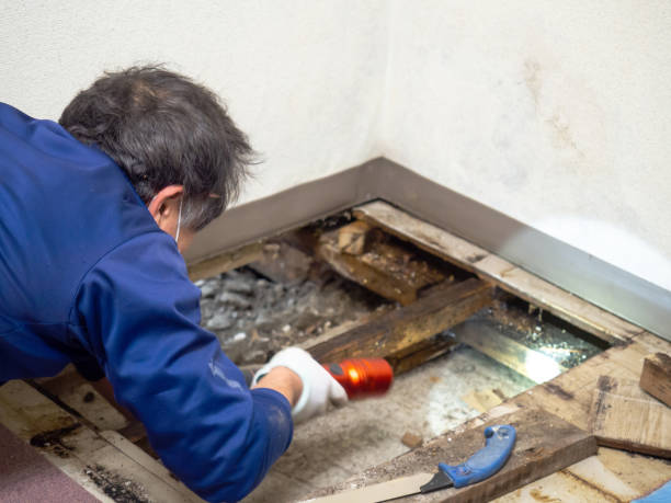 Best Residential Mold Removal  in Arcadia, FL