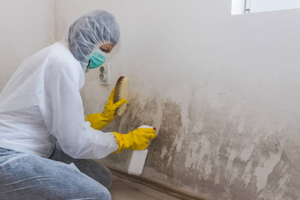 Best Mold Damage Repair  in Arcadia, FL