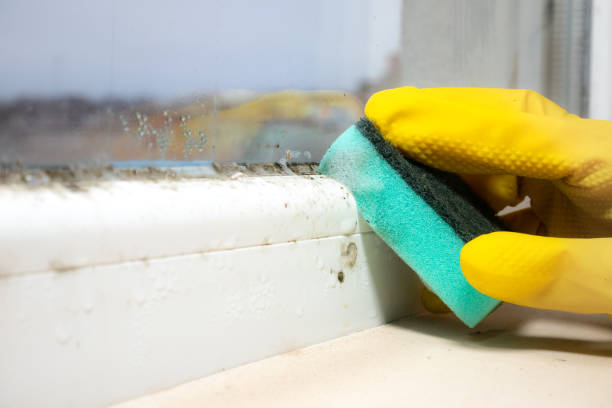 Best Commercial Mold Removal  in Arcadia, FL