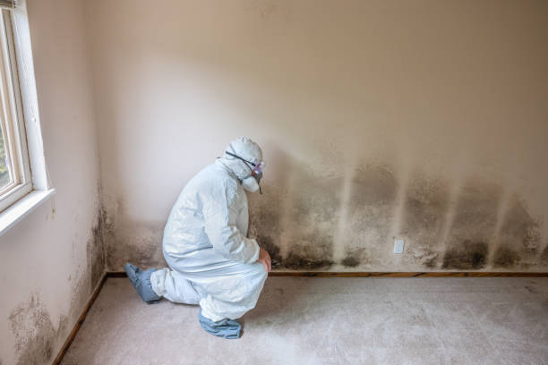 Professional Mold Removal in Arcadia, FL