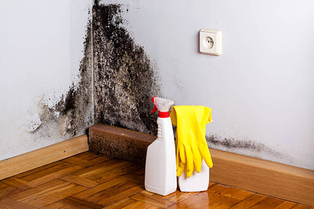 Best Toxic Mold Removal  in Arcadia, FL